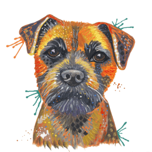 Alfie The Border Terrier