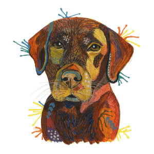 Henry the Chocolate Labrador